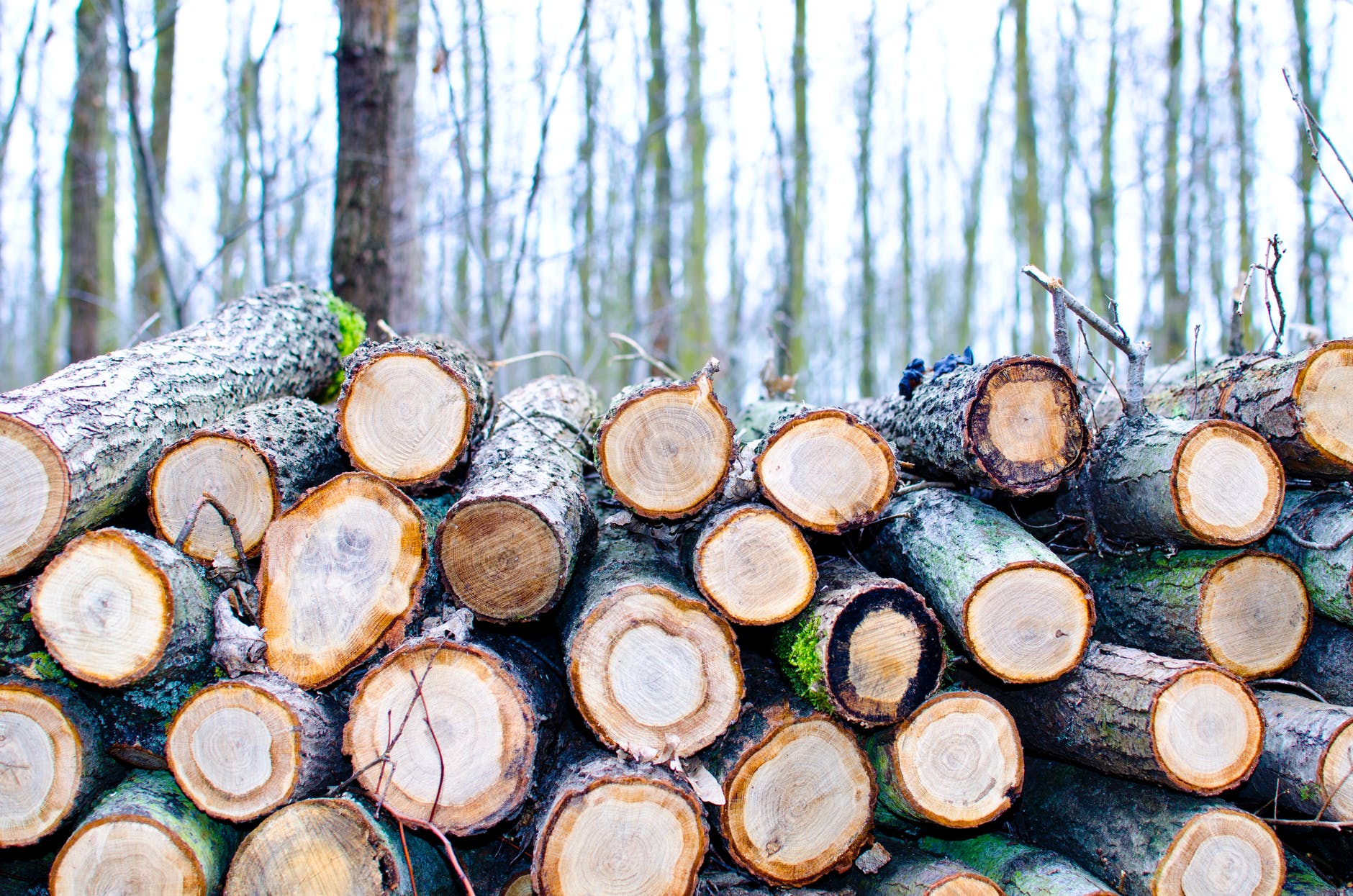 Hudson Valley Tree Removal Image